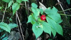 Ginseng Liar: Diggers Bukan Musuh, Tapi Sahabat - credit to: theconversation - pibitek.biz - Industri